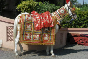 Horse Costume Sample 14
