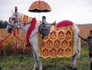 Horse Costume Sample 13