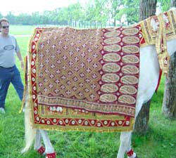 Horse Costume Sample 10